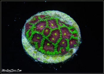 MQZ Joker Favia (Plug 3cm)