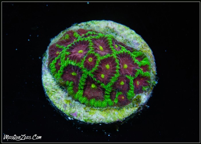MQZ Joker Favia (Plug 3cm)
