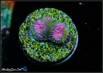 MQZ Raptor Gum (Plug 3cm)