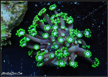 Alveopora Toxic Green (Plug 3cm)