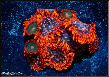 Zoanthus Utter Chaos