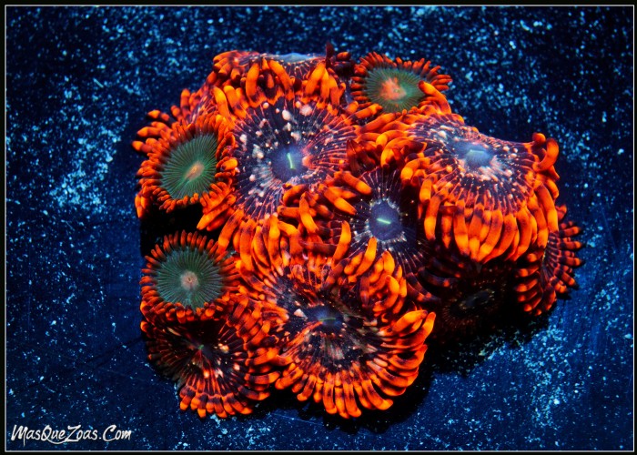 Zoanthus Utter Chaos