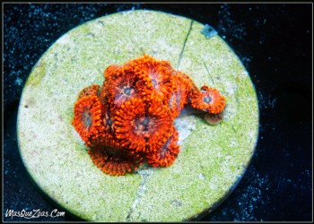 Zoanthus Utter Chaos