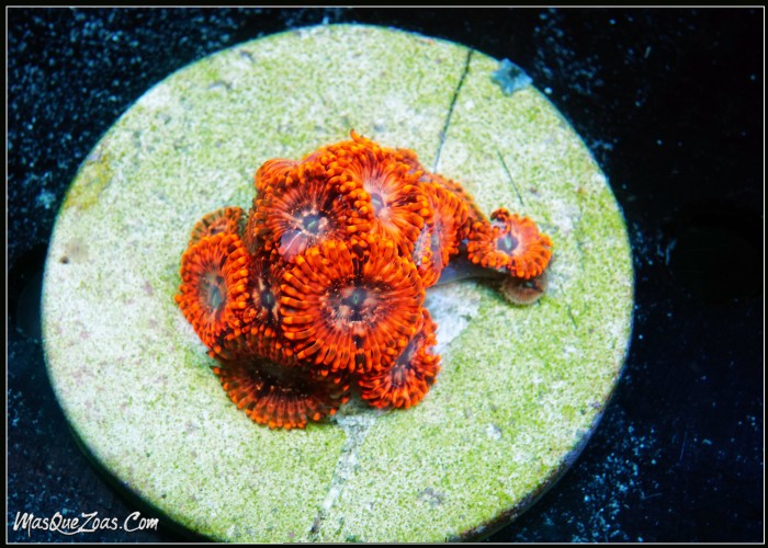 Zoanthus Utter Chaos