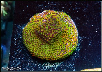 Montipora Rainbow