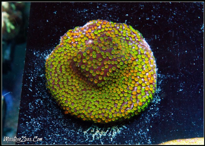 Montipora Rainbow