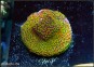 Montipora Rainbow