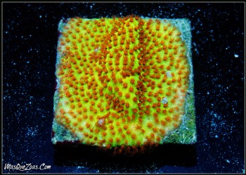 Stylocoeniella Burning Banana (Plug 3cm)