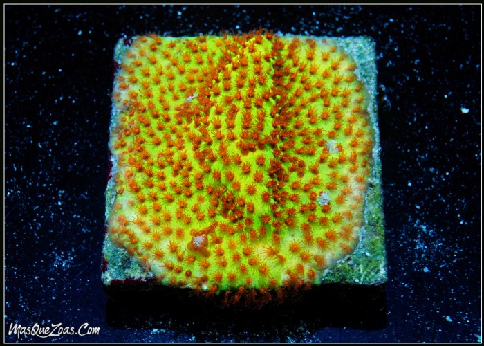 Stylocoeniella Burning Banana (Plug 3cm)