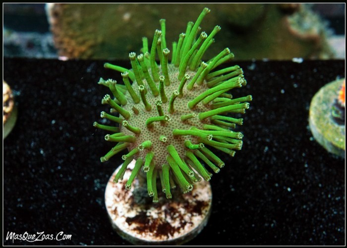 Sarcophyton Madagascar