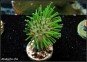Sarcophyton Madagascar