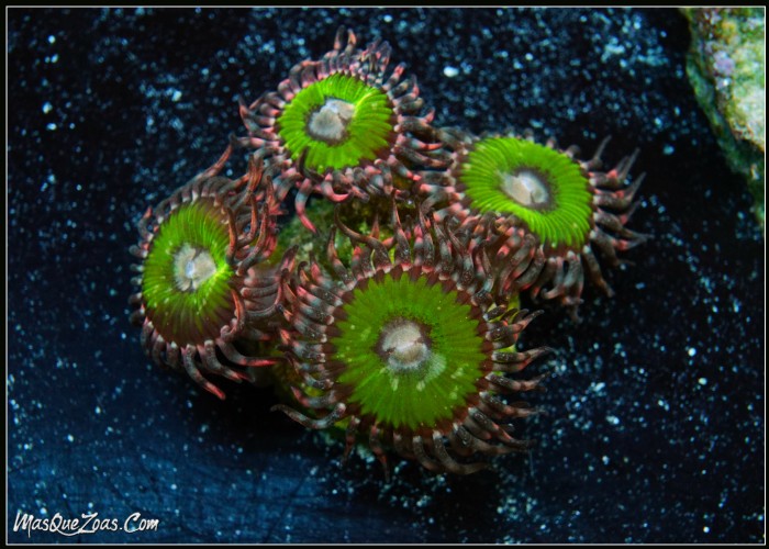 Zoanthus Butt Kisser (Plug 3cm)