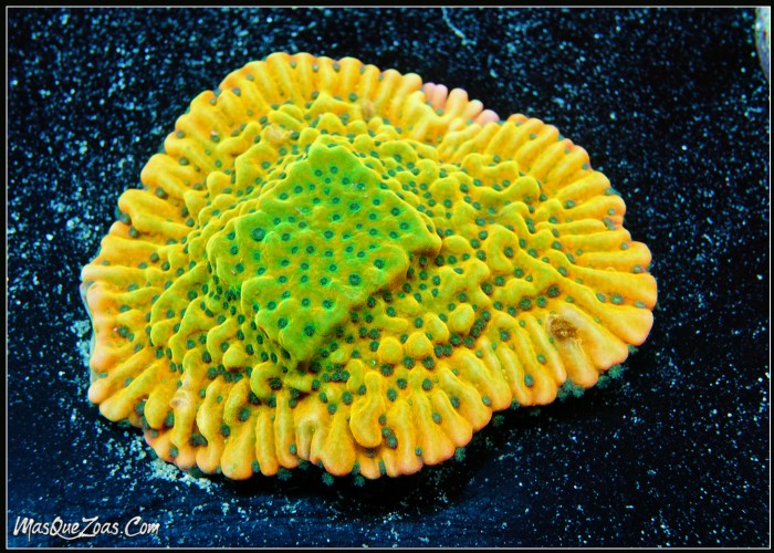 Montipora Kung Pao (5cm)