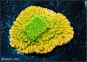 Montipora Kung Pao (5cm)