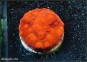 Red Brick Cyphastrea (Plug +3cm)