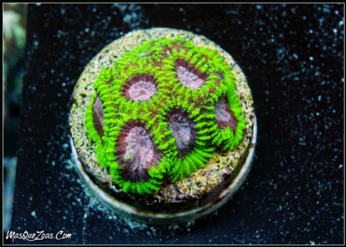 Raptor Peace Favia (plug 3cm)