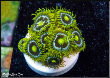 Zoanthus Blueberry Pie