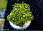 Zoanthus Blueberry Pie
