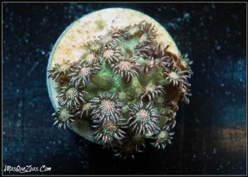 Goniopora True Glitter (Plug 3cm)