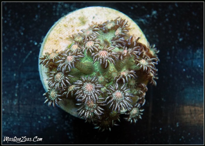 Goniopora True Glitter (Plug 3cm)