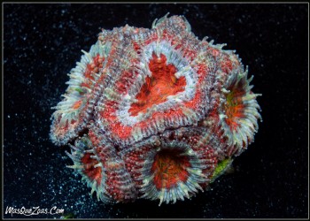 Acanthastrea Lordhowensis RAINBOW (Plug 3cm)