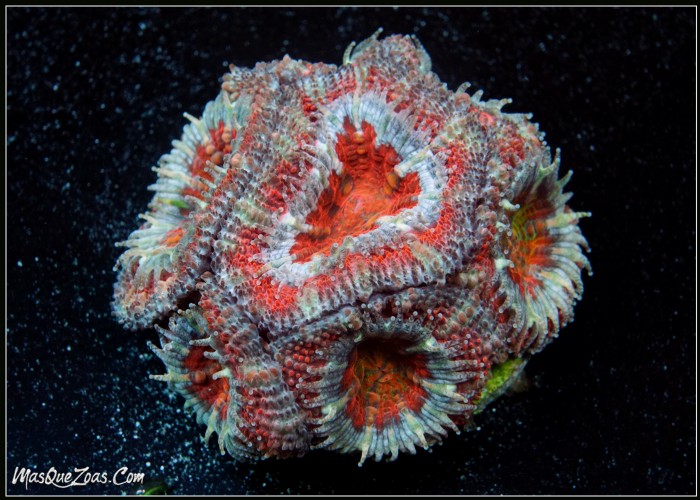 Acanthastrea Lordhowensis RAINBOW (Plug 3cm)