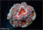 Acanthastrea Lordhowensis RAINBOW (Plug 3cm)