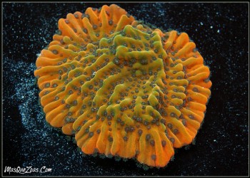Flaming Phoenix Montipora (Plug 3cm)