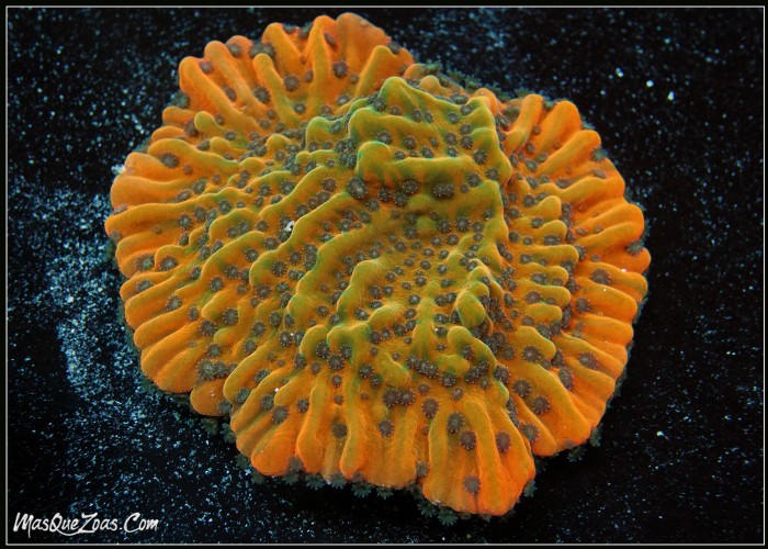 Flaming Phoenix Montipora (Plug 3cm)