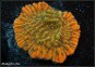 Flaming Phoenix Montipora (Plug 3cm)