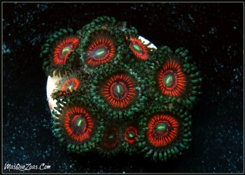 Zoanthus Indonesia Premiun