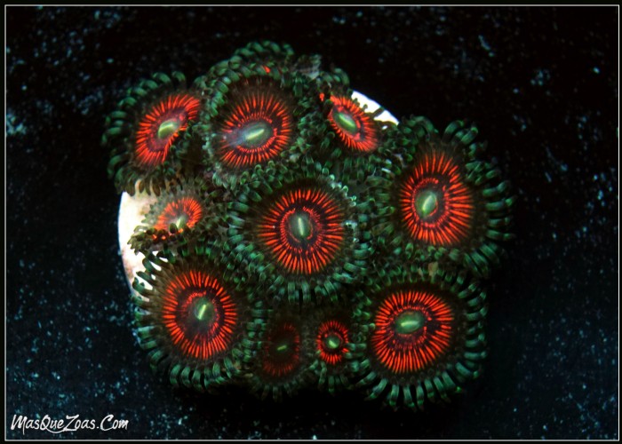 Zoanthus Indonesia Premiun