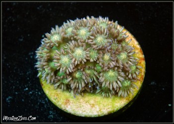Goniopora Glitter (Plug 3cm)
