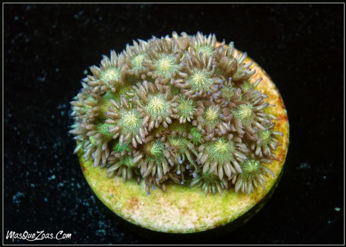 Goniopora Glitter (Plug 3cm)