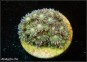 Goniopora Glitter (Plug 3cm)