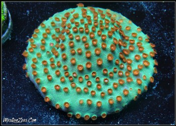 Jingle Bells Cyphastrea