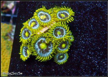 Zoanthus Blueberry Pie