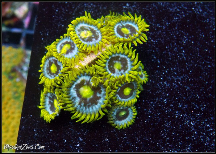 Zoanthus Blueberry Pie