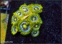 Zoanthus Blueberry Pie
