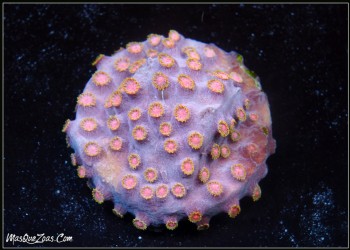 Meteor Shower Cyphastrea (Plug +3cm)