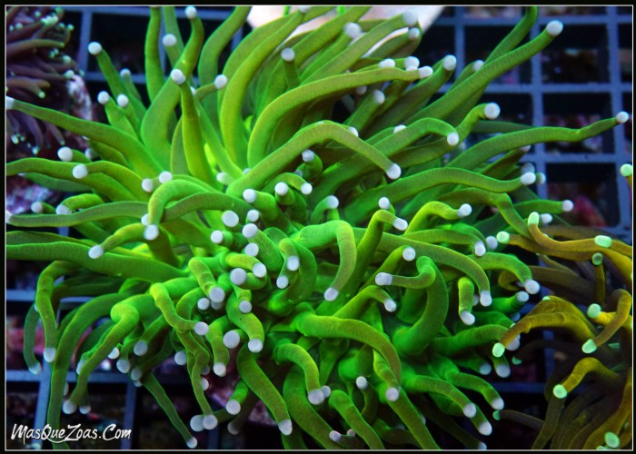 Euphyllia Glabrescens