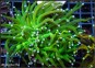 Euphyllia Glabrescens
