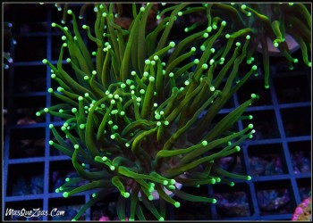 Euphyllia Verde/Dorada (1 Head)