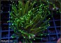 Euphyllia Verde/Dorada (1 Head)