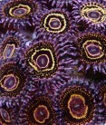 Zoanthus